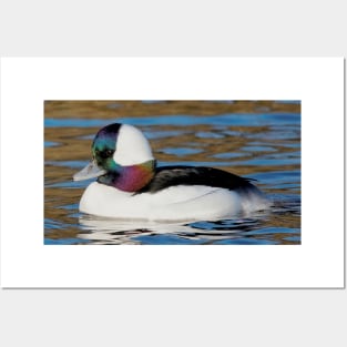 Male Bufflehead Duck at the Pond Posters and Art